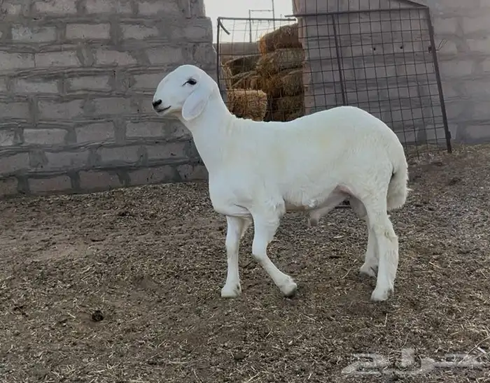 مشروع فحل حري 1