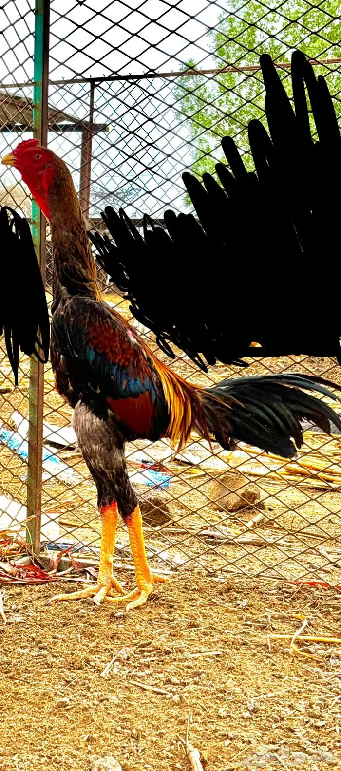 ديك شامو ياباني 1