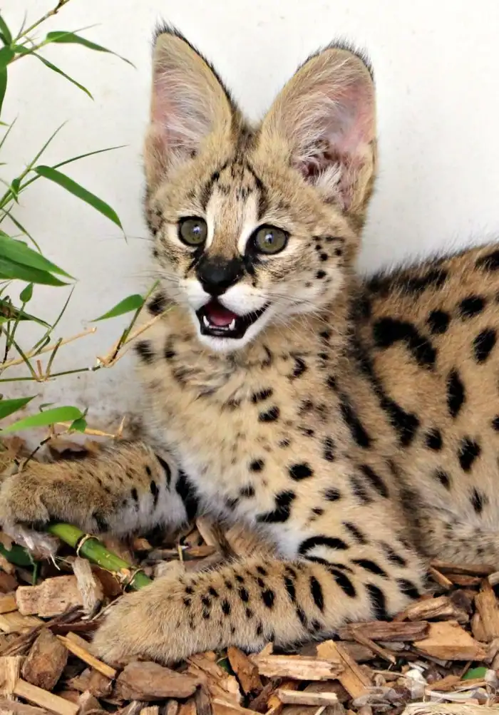 قطط Serval القط النمر للبيع 1