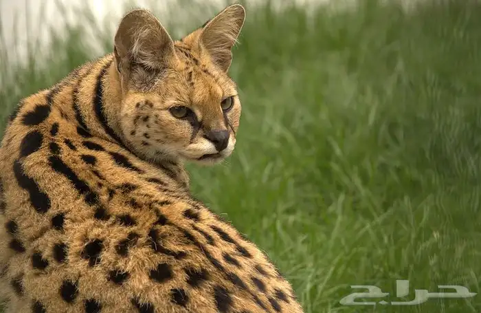 قطط Serval القط النمر للبيع 4