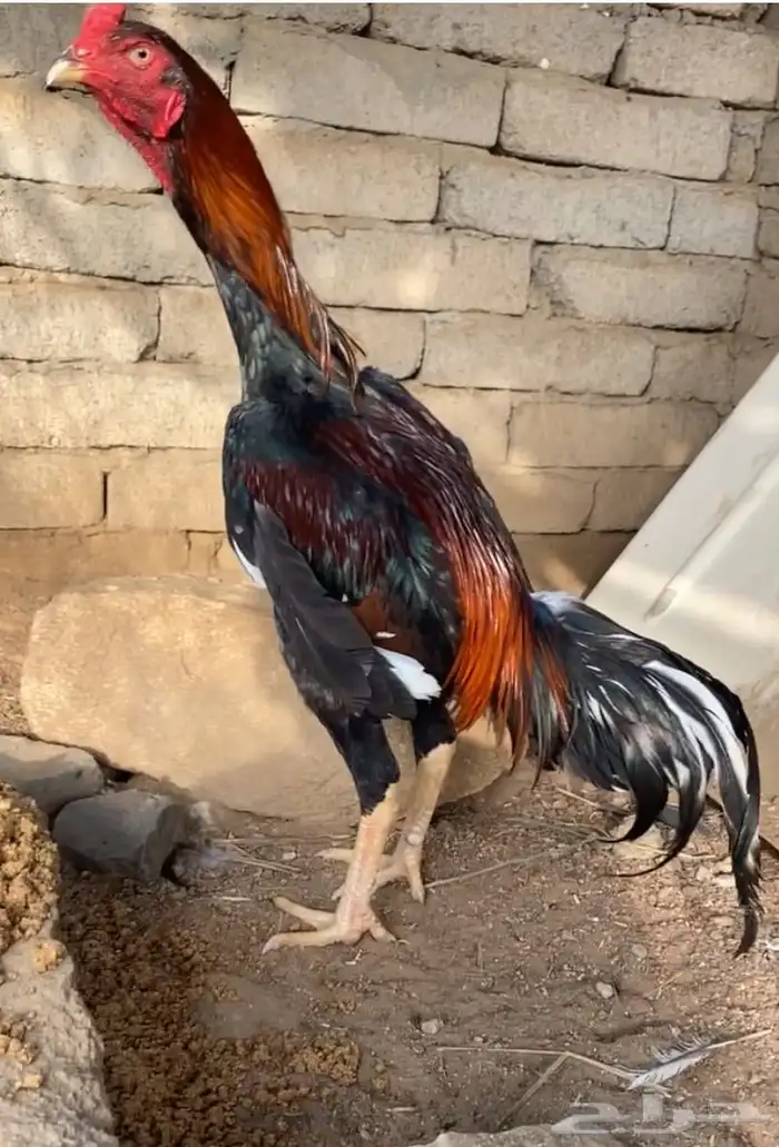 زوج سندي 0