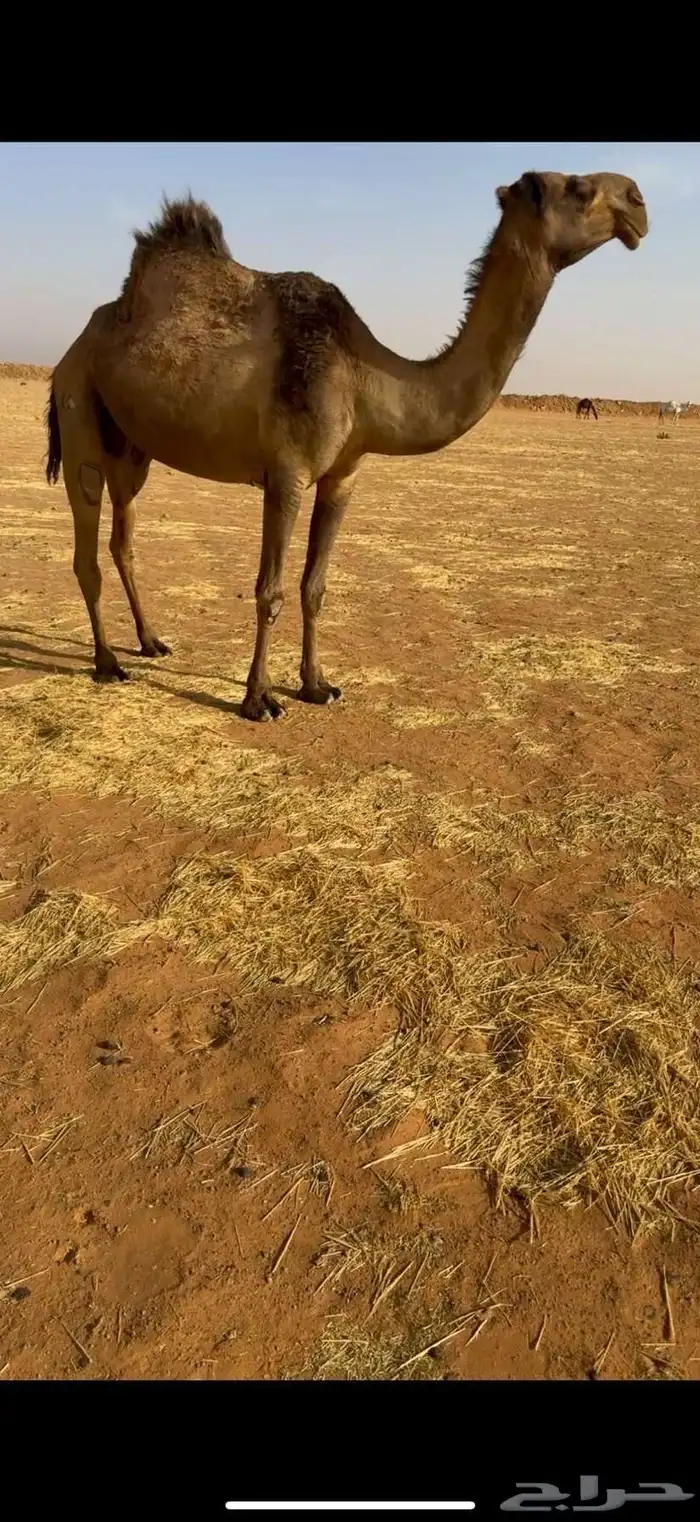 للبيع لقحه صفرا كفو 1