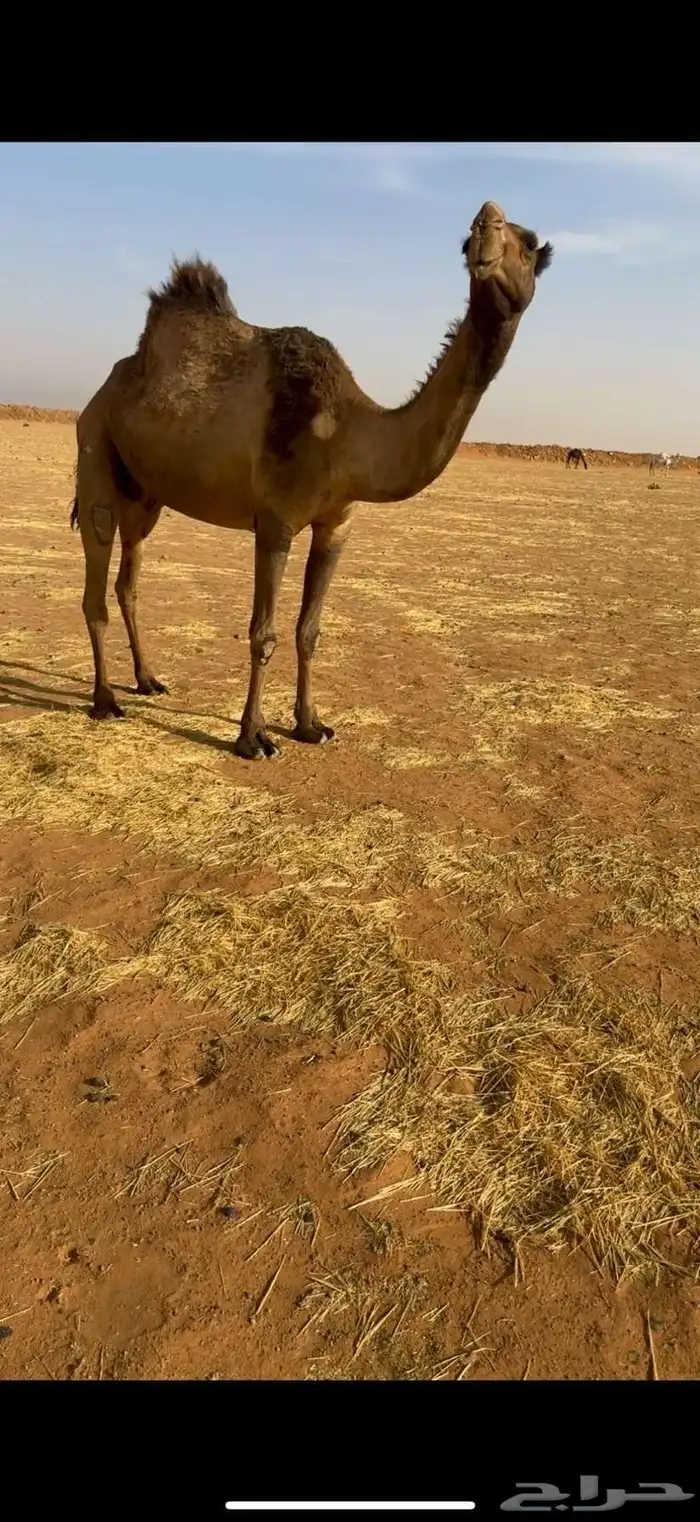 للبيع لقحه صفرا كفو 0