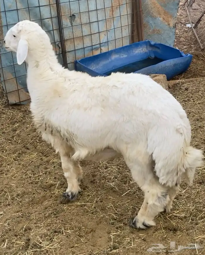 خروف حري جذع ذبيحة قافل شحم 5