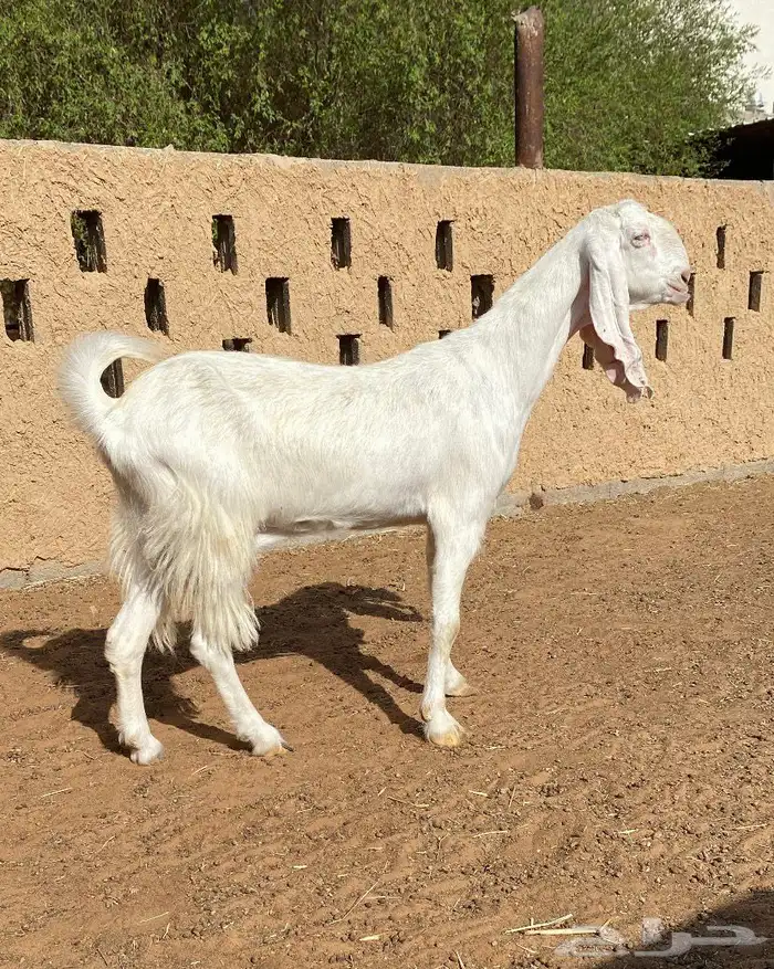 معزاء ماعز دفيع 1