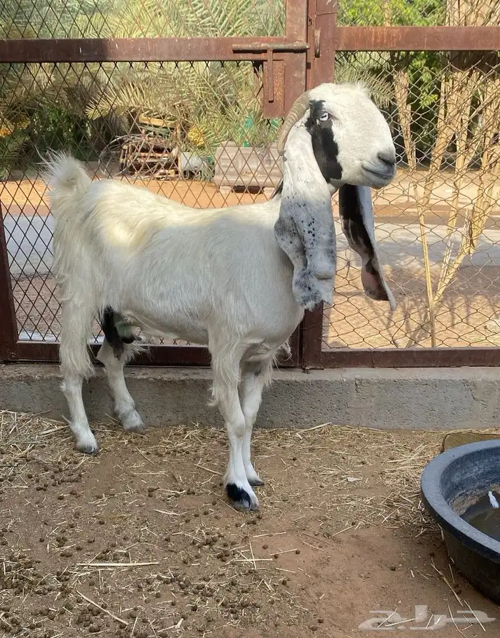معزاء ماعز دفيع 3
