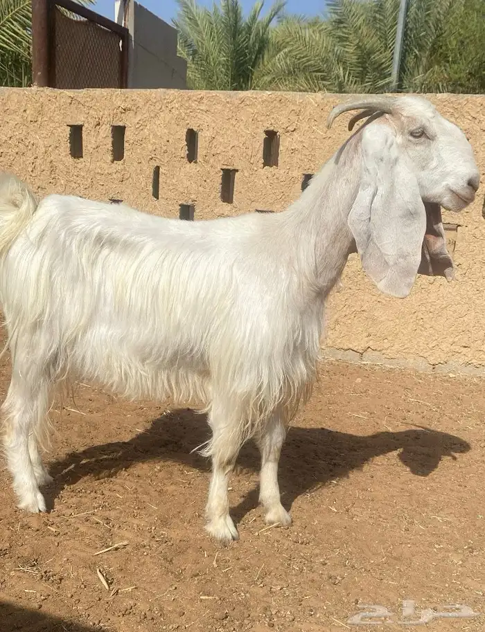معزاء ماعز دفيع 4