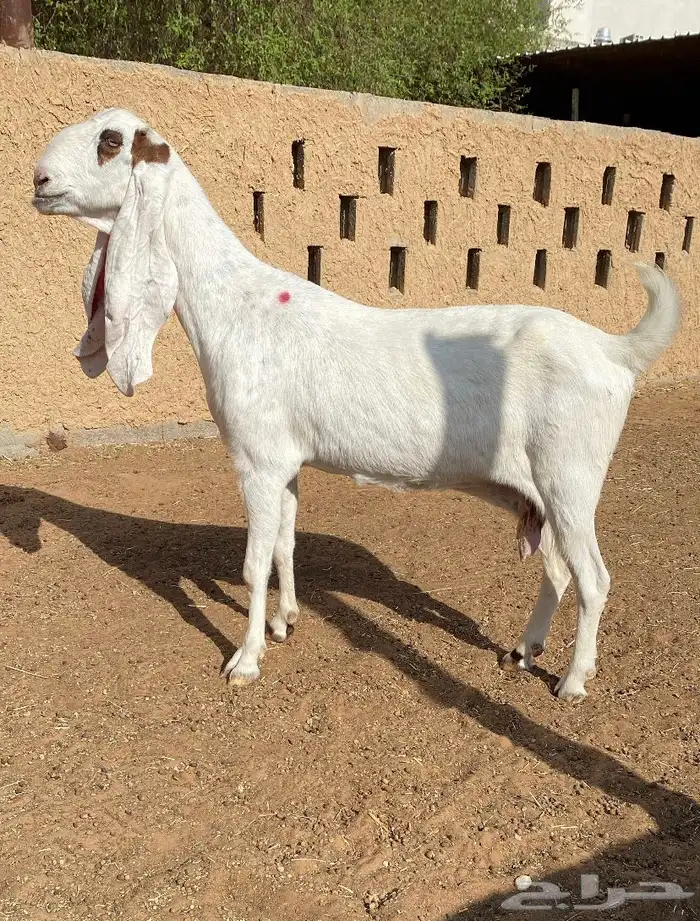 معزاء ماعز دفيع 2