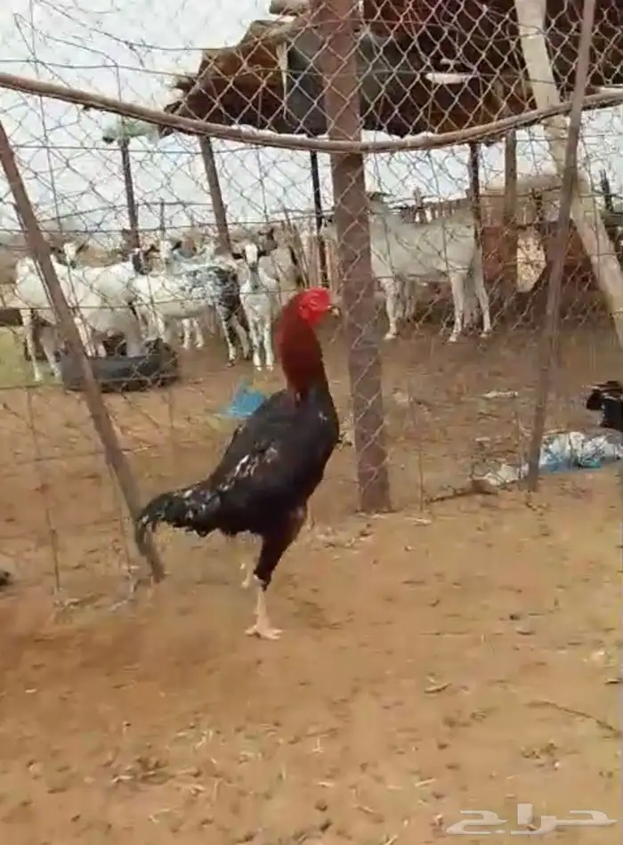 ديك شامو ياباني 0