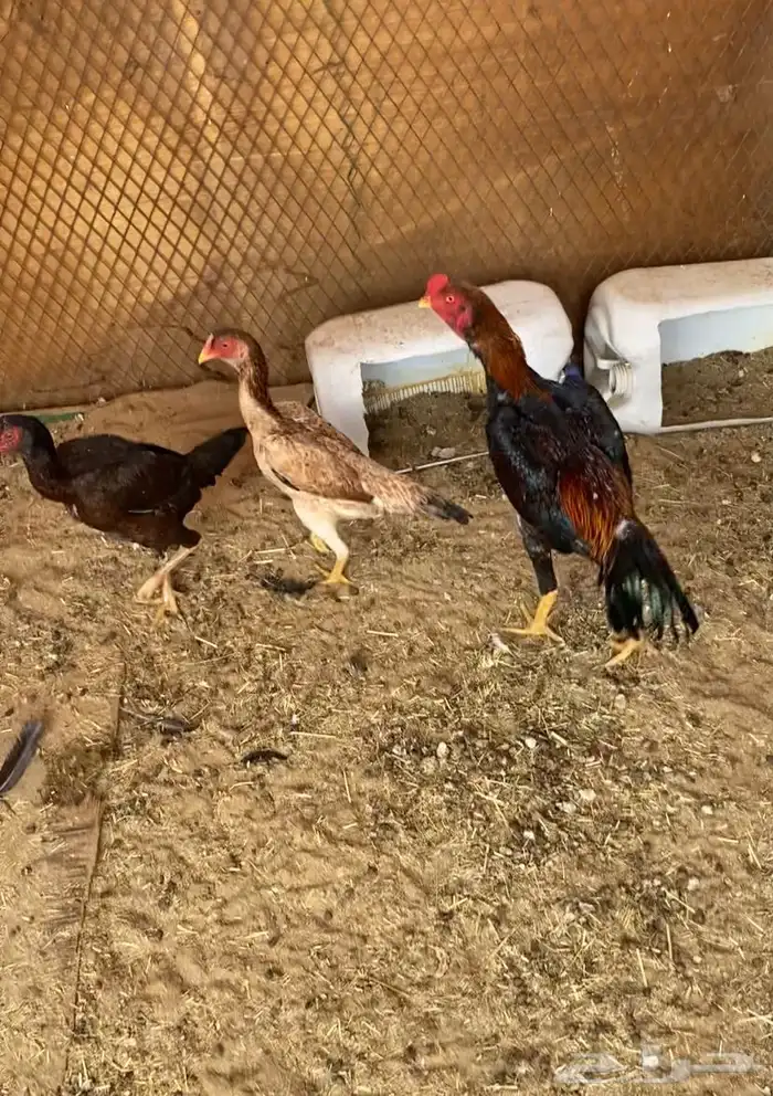 دجاج شامو يباني 1