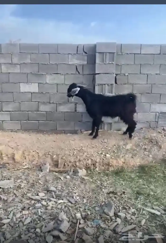 فحل معزى ثني 1