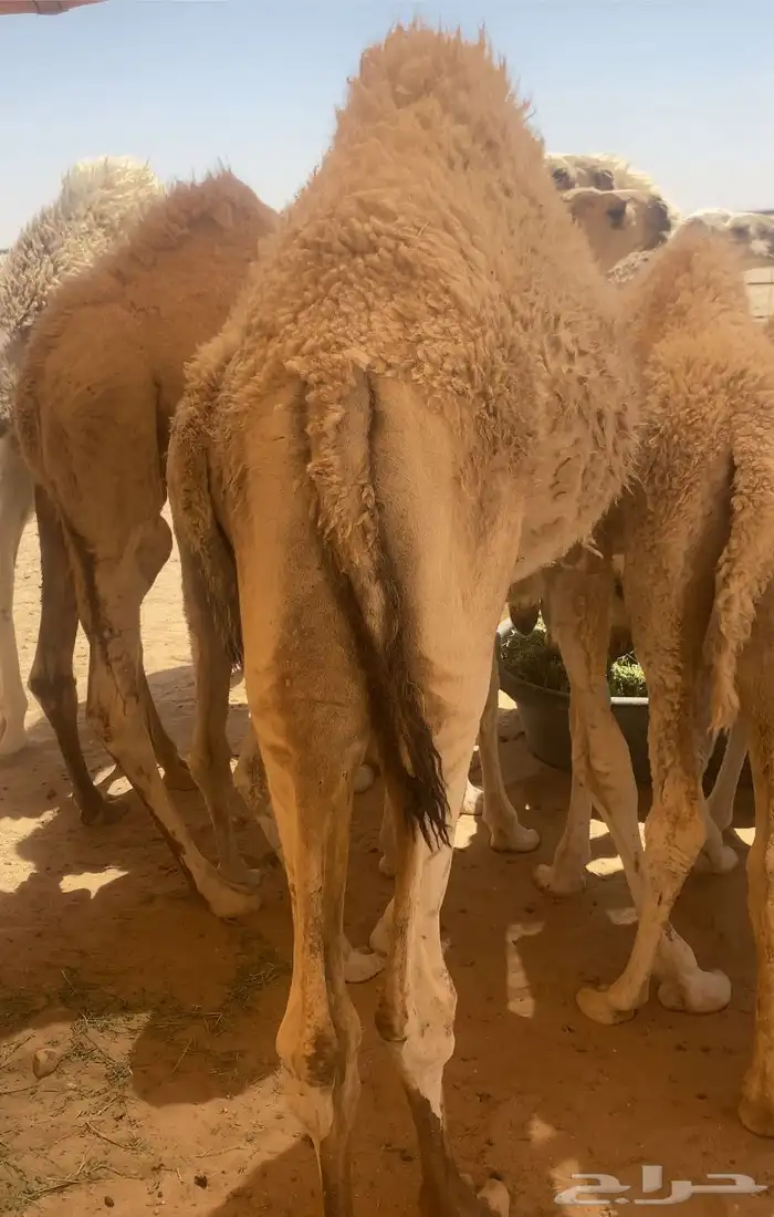 قعدان بريه طيبه 0
