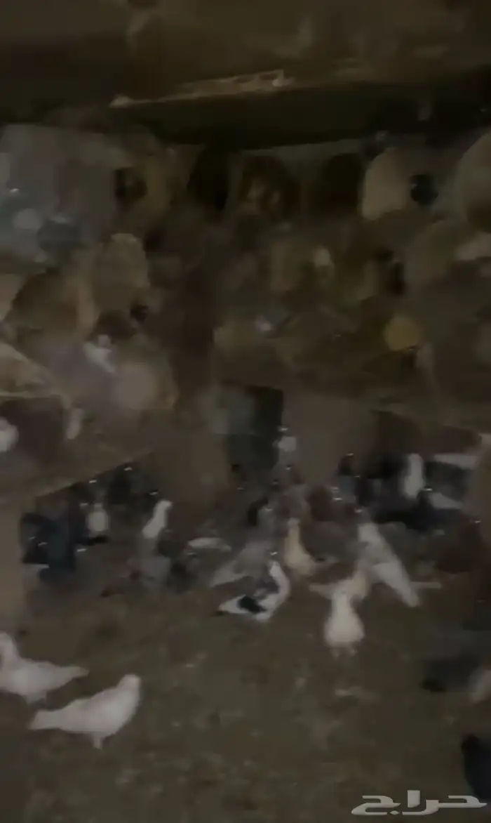 يوجد لدينا حمام بلدي العدد 130 متوالف مسموح بالتفريد 1