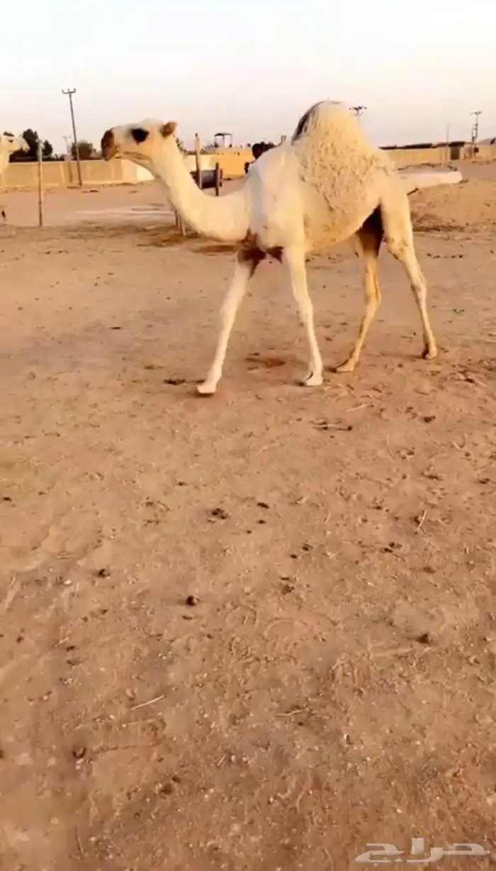 تم البيع اقدمو ياعشاقه الزين حواره كفوو وضحا 1