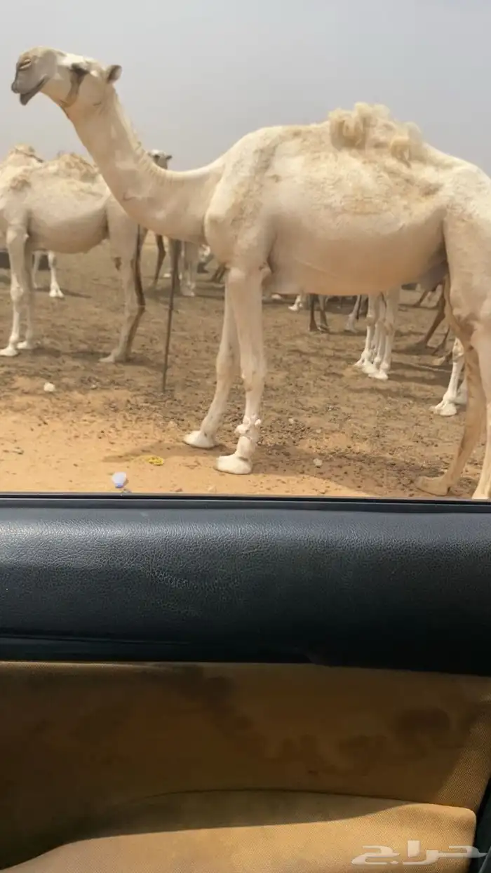 قعود لقي كفو 2
