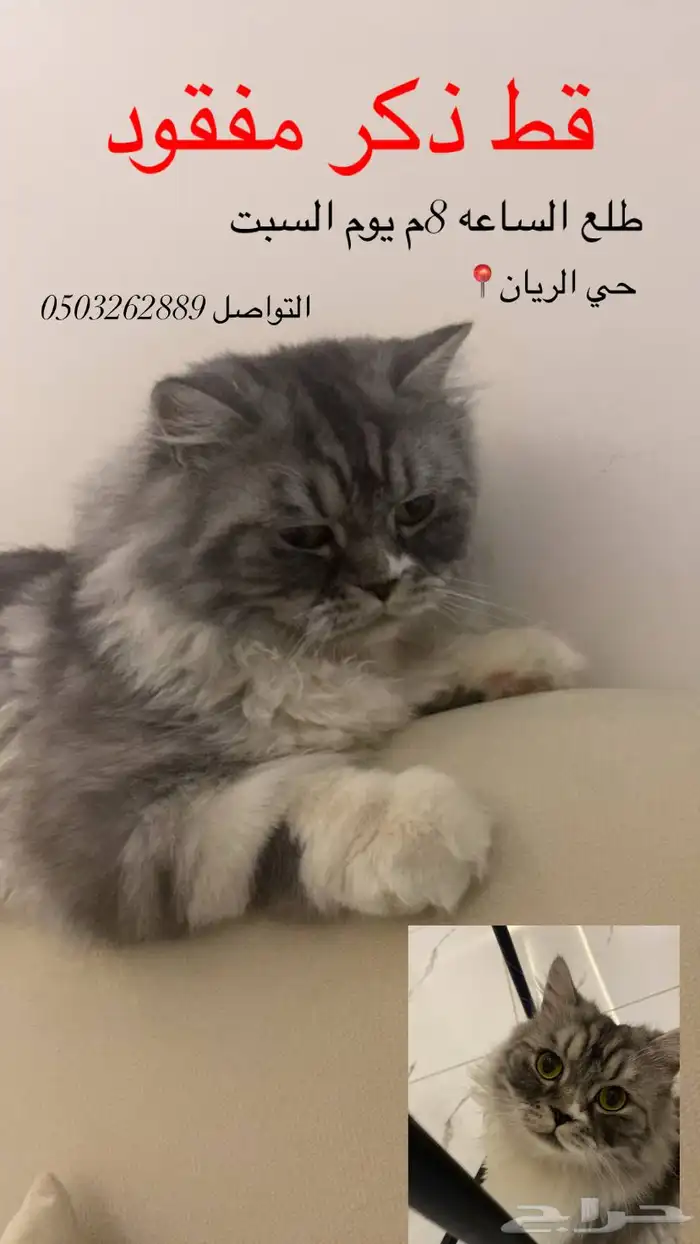 قط مفقود الي يحصله له مكافأة مالية 0