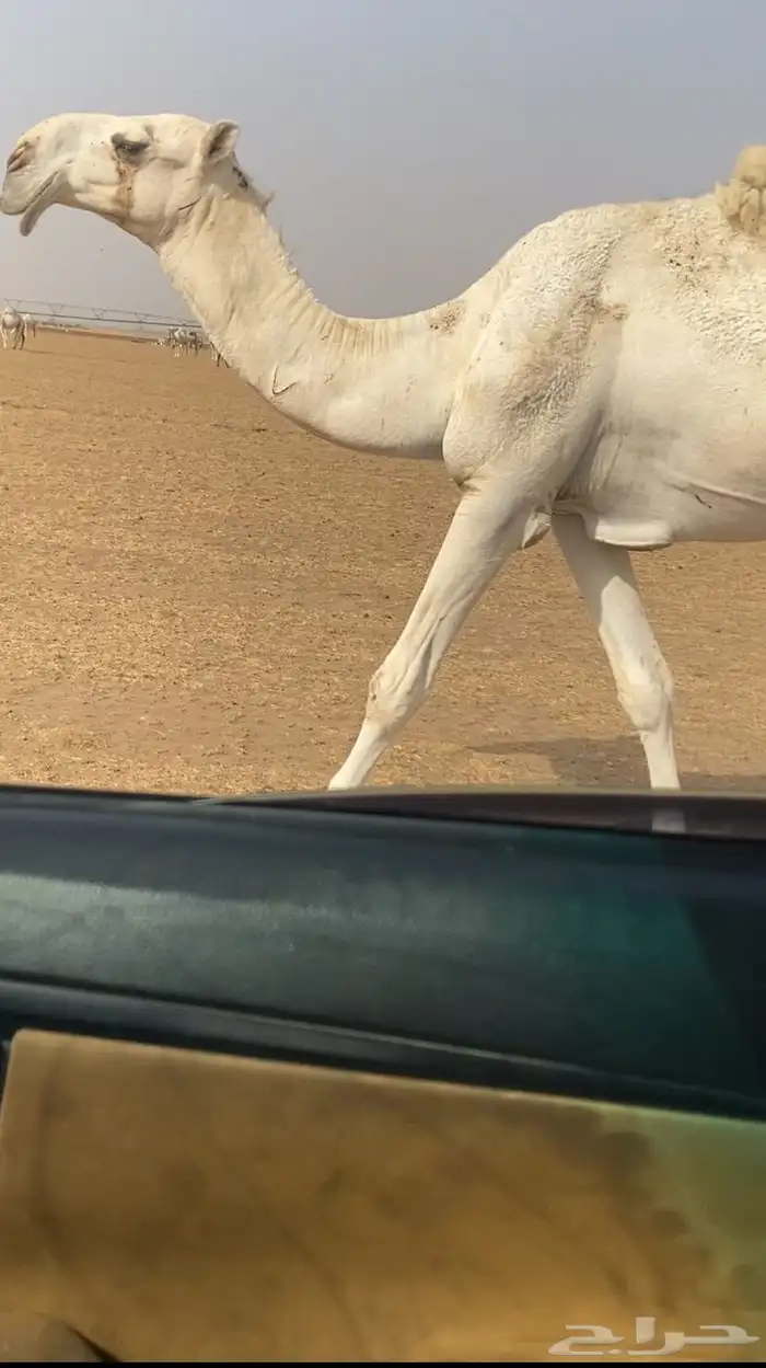 قعود لقي كفو 1