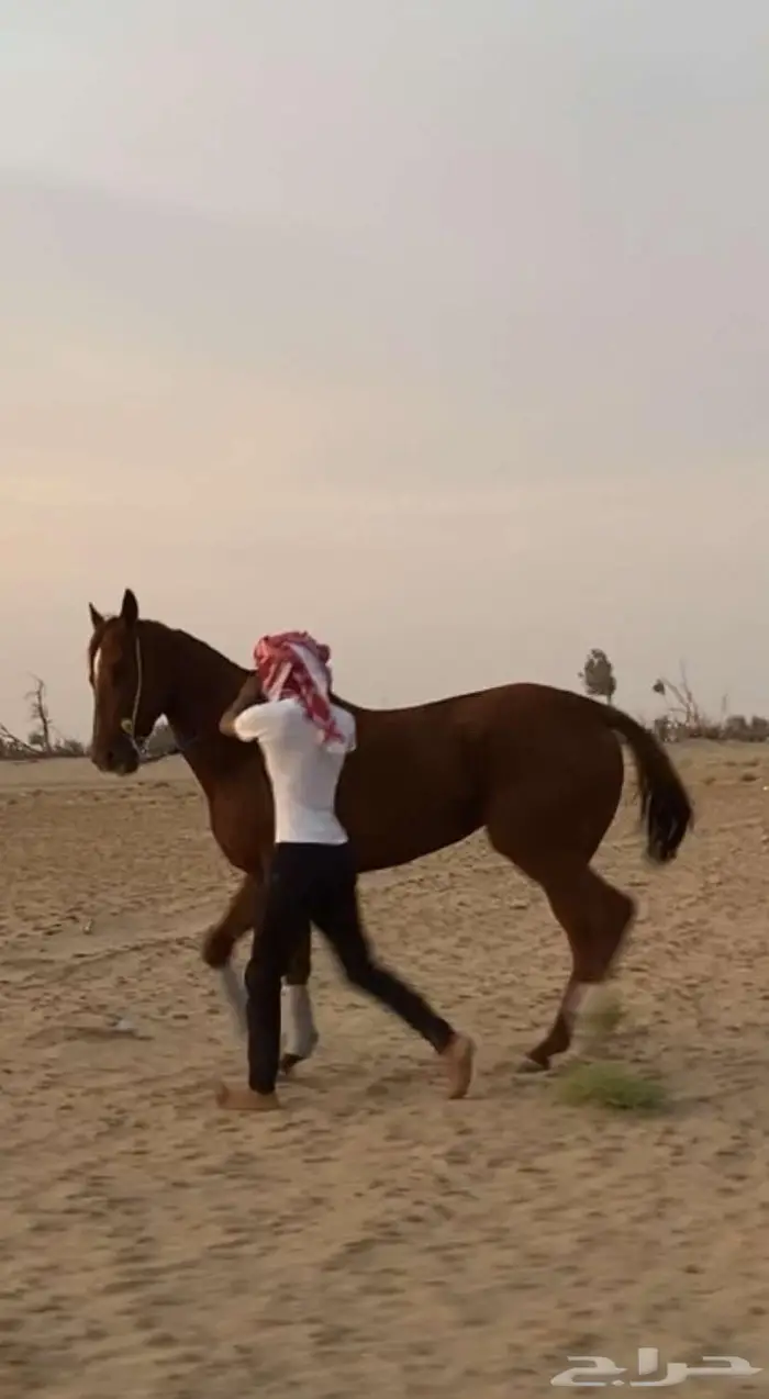 من بغا المقنى الكفو و سبوق ولقاح3 اشهر علا الحصان الكفو 1