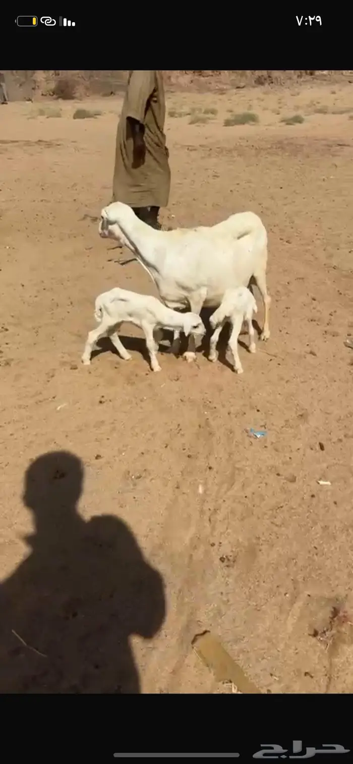 للبيع غنم رفيد دفيع شرط ومواليد 0