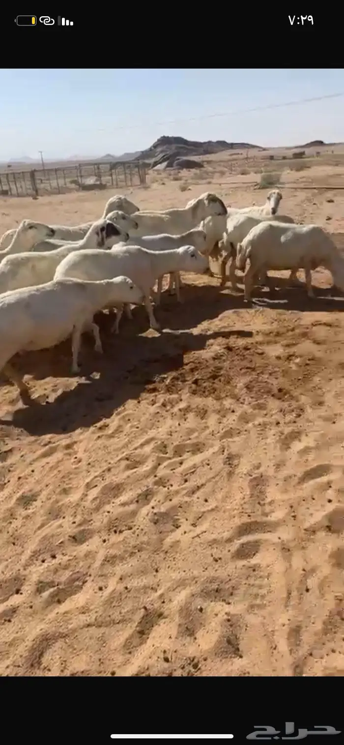 للبيع غنم رفيد دفيع شرط ومواليد 2