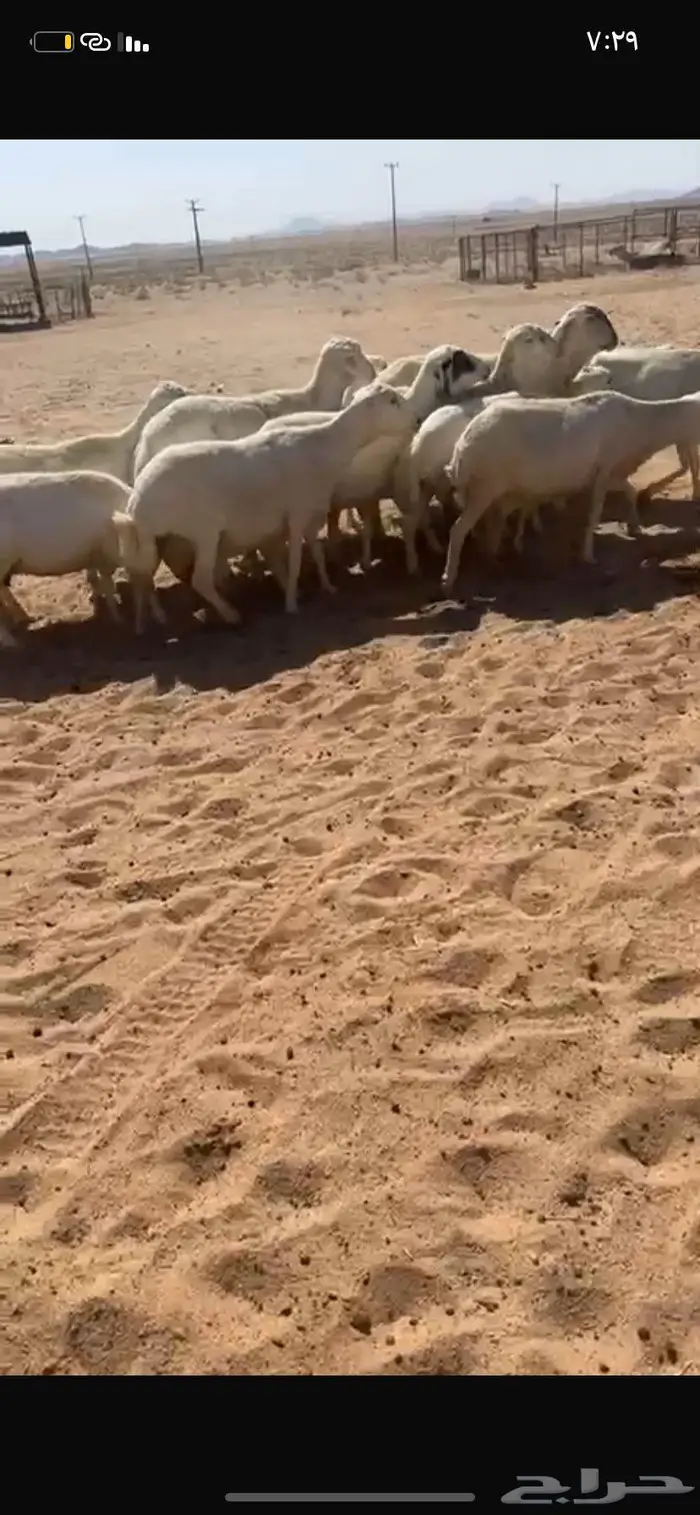 للبيع غنم رفيد دفيع شرط ومواليد 3