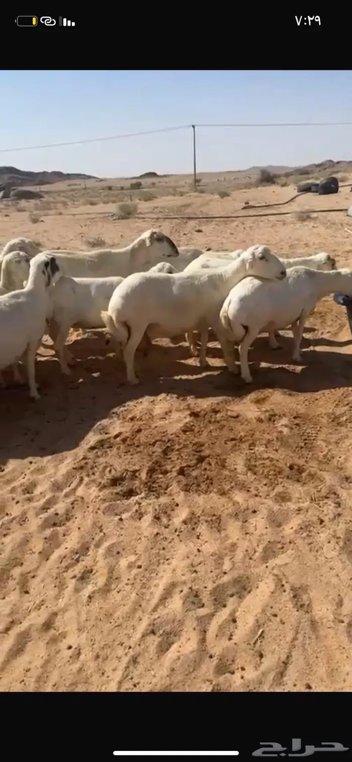 للبيع غنم رفيد دفيع شرط ومواليد 1