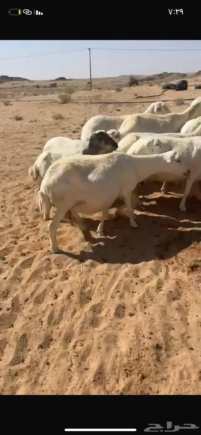 للبيع غنم رفيد دفيع شرط ومواليد 4