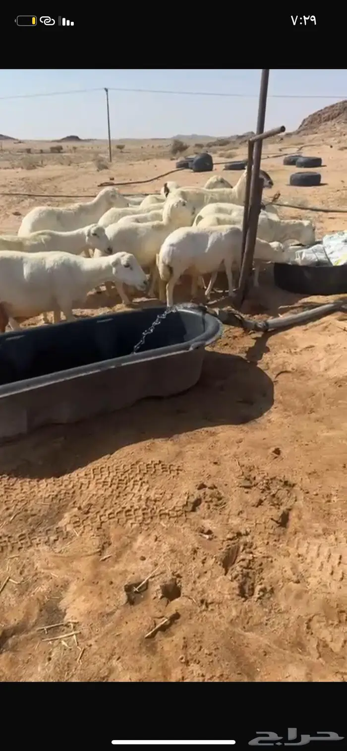 للبيع غنم رفيد دفيع شرط ومواليد 5