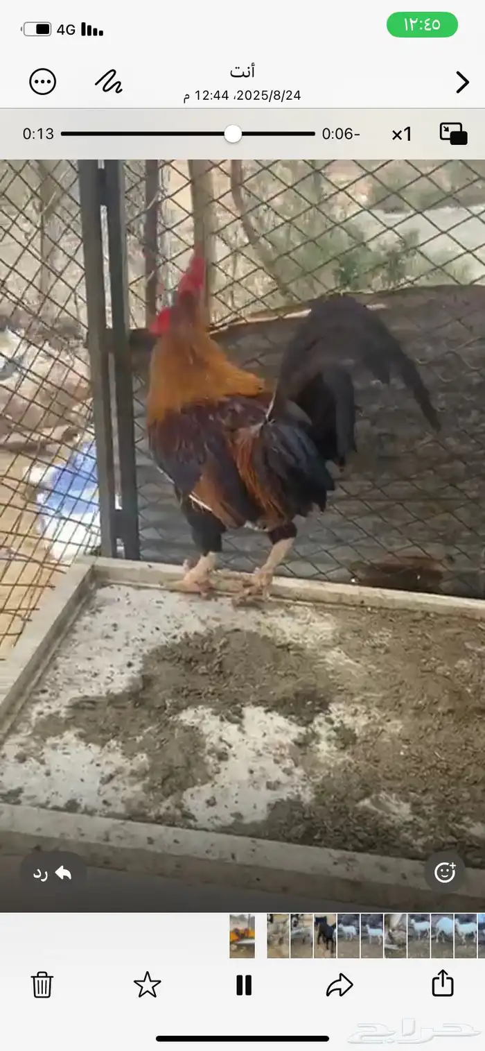 ديوك بلدي اصيل عربي 1