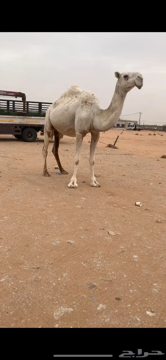 لقحه وضحا ملاقي للبيع 0