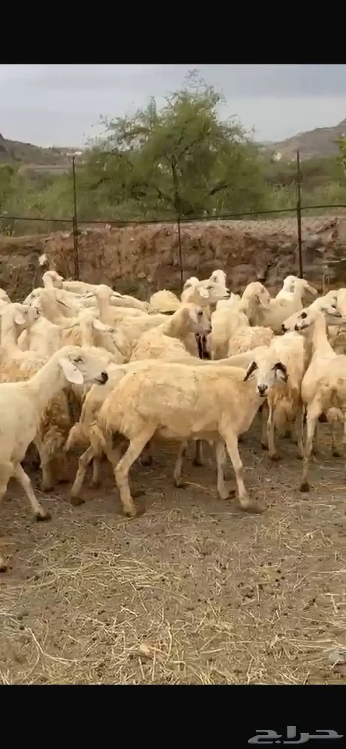 42 ضان تحتها 5 1