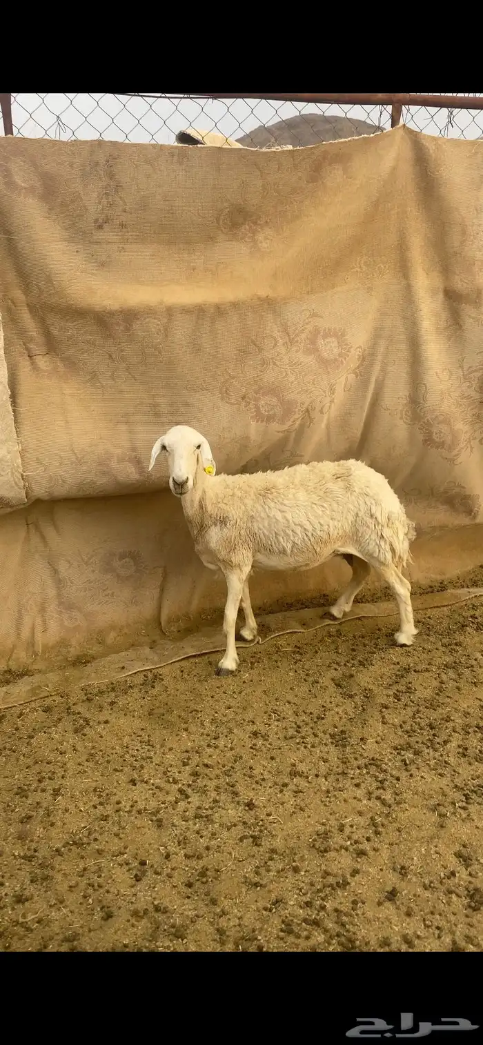 نعجه دافع 0