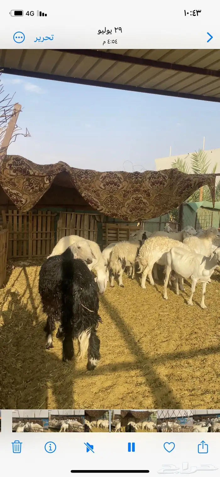 غنم حريه ورفيد 1