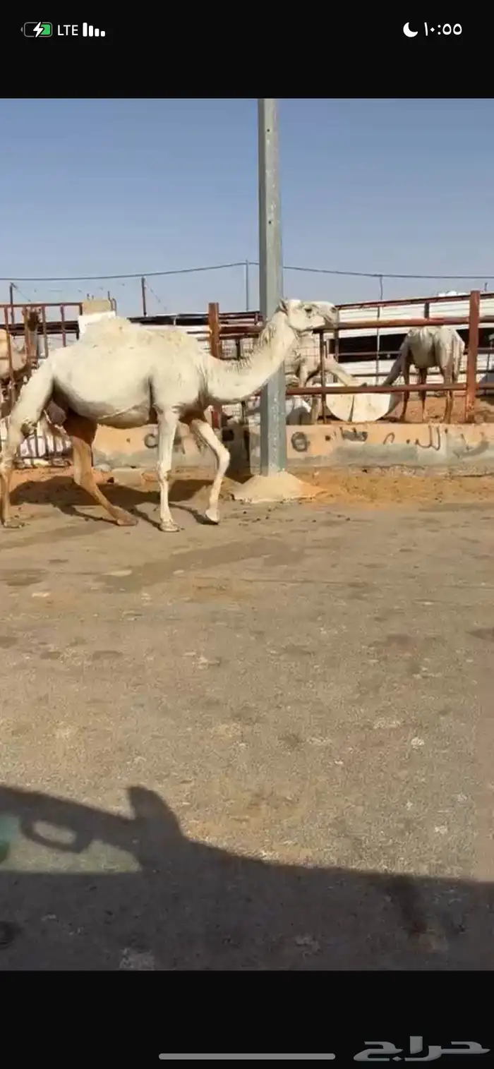 للبيع القحه الوضحه 0