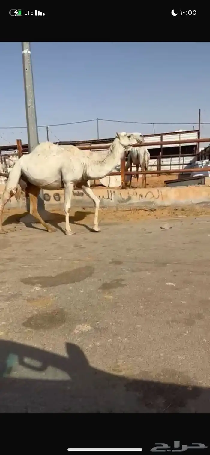 للبيع القحه الوضحه 1