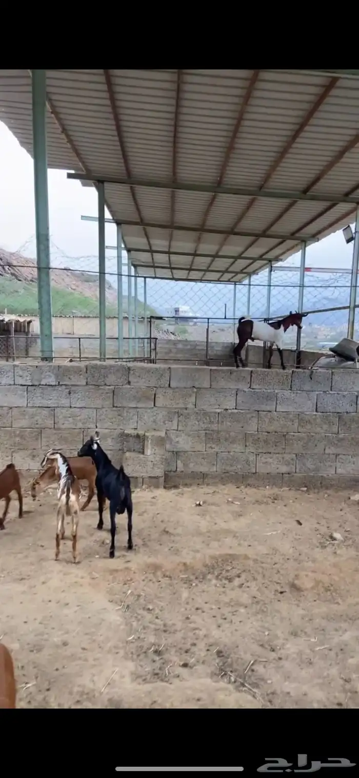 ذبايح العدد 9الصحه طيبه 2