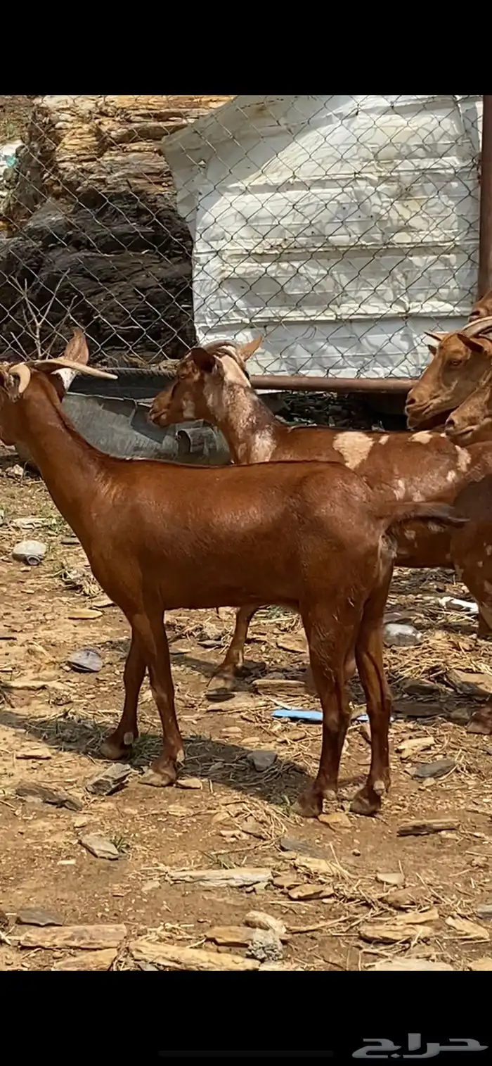 ماعز جنوبي ادهم 0