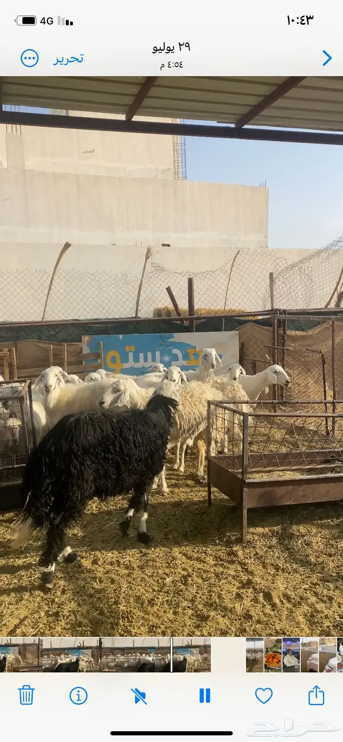 غنم حريه ورفيد 0