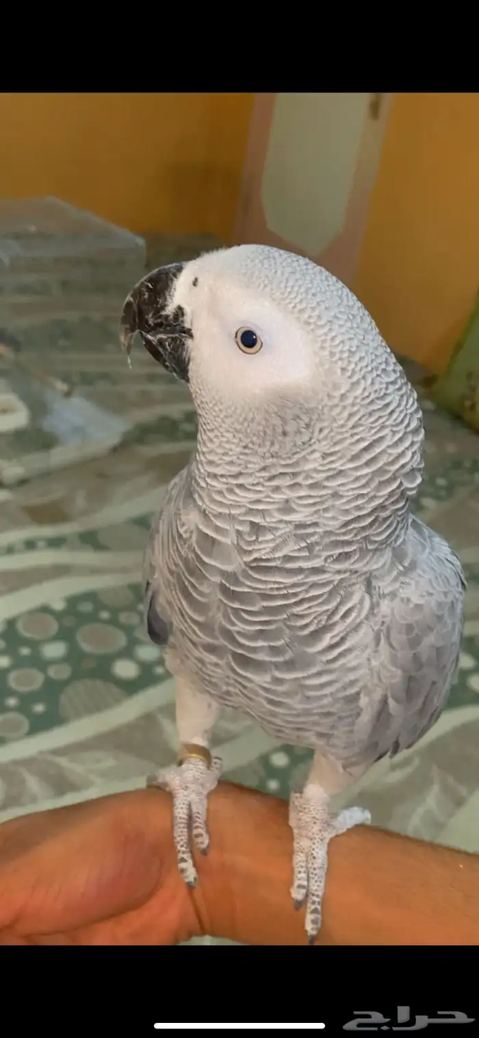 كاسكو تربيه انتاج محلي 0