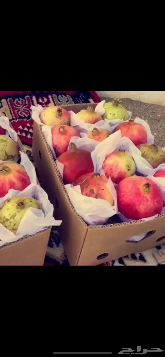 للبيع. رمان طعم. وذوق ولون. من. رمان. جوف ال معمر. 3