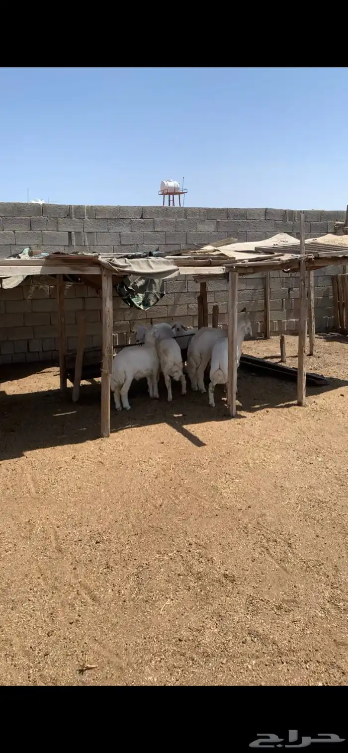 طليان حرية تمايم عقيقه 1