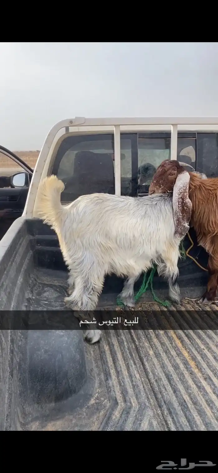 تيوس مخصاه 0