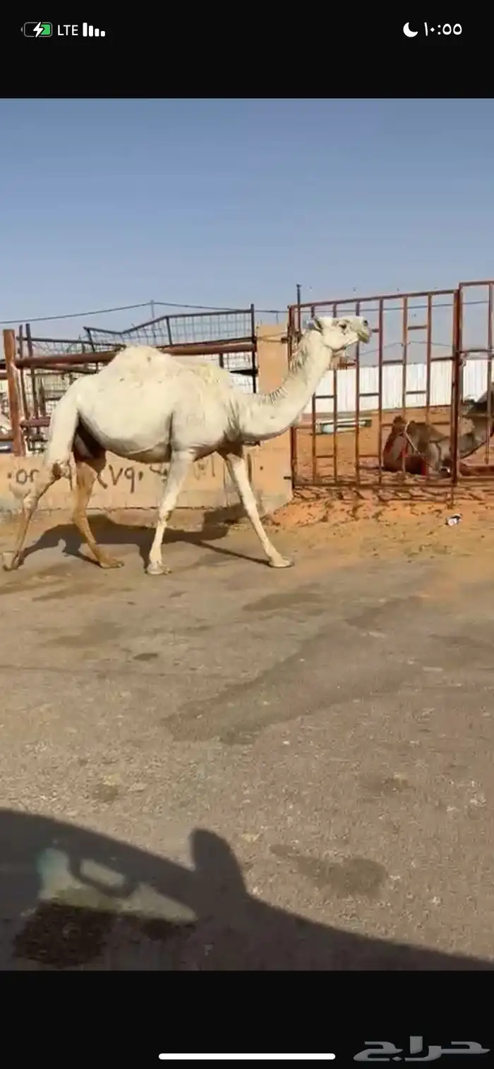 للبيع القحه الوضحه 2