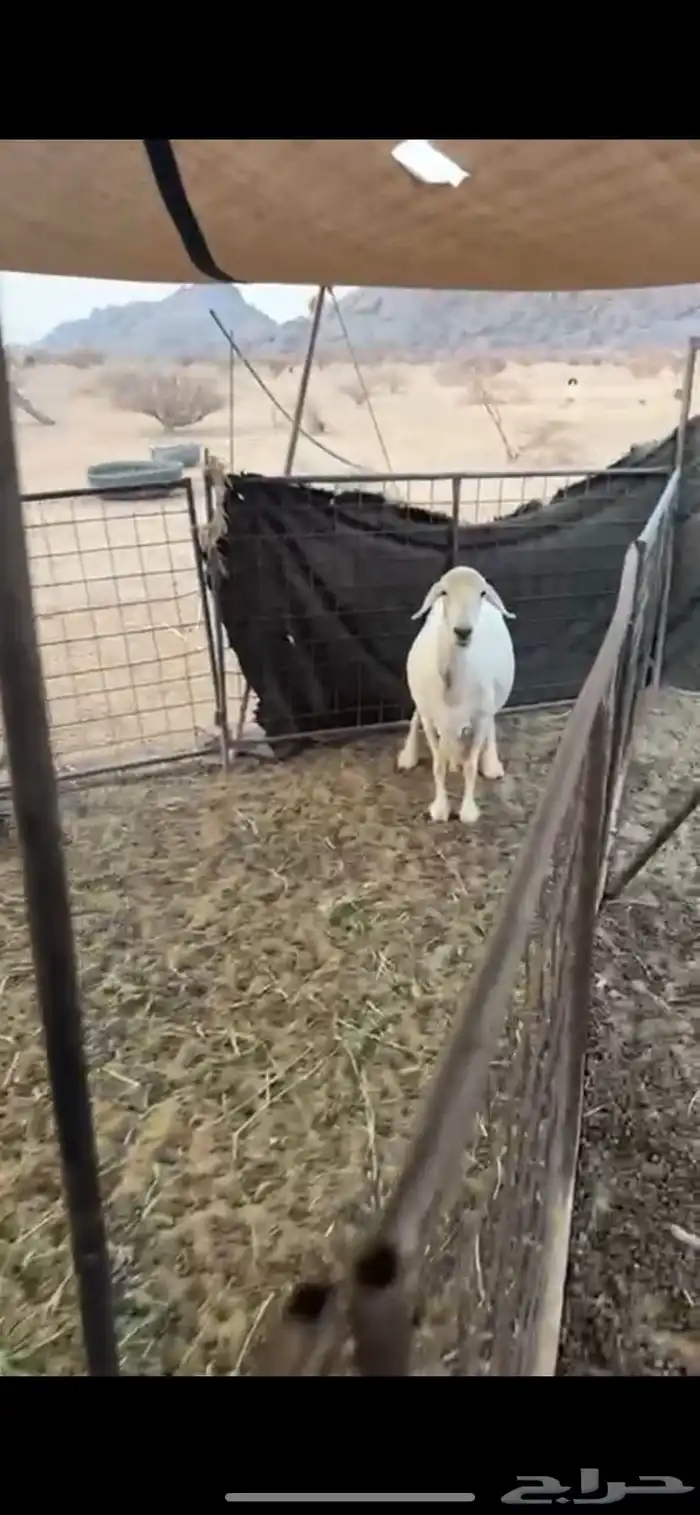 شاه للبيع سنها سديس الي يبي يقنى وحايل 2