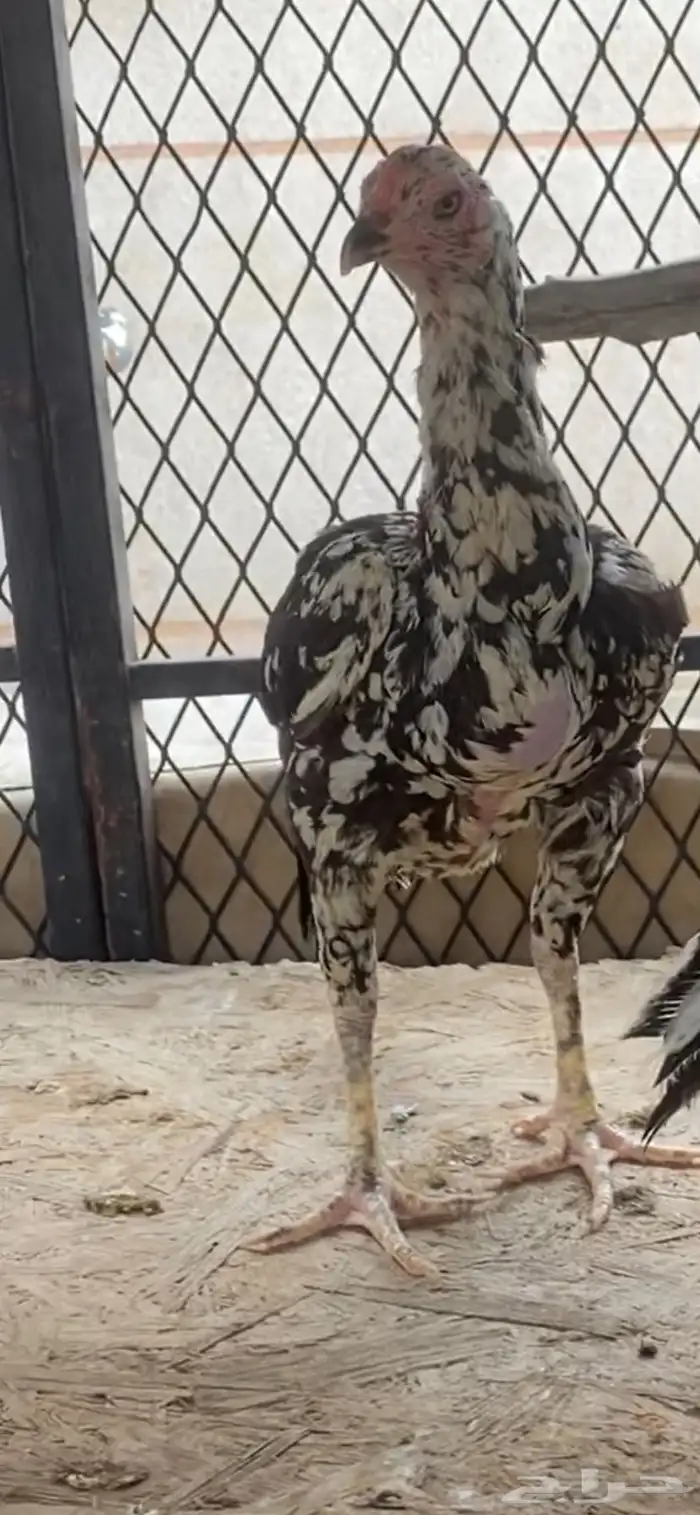 نعرض لكم دجاج باكستاني سندي العمر سنة 0