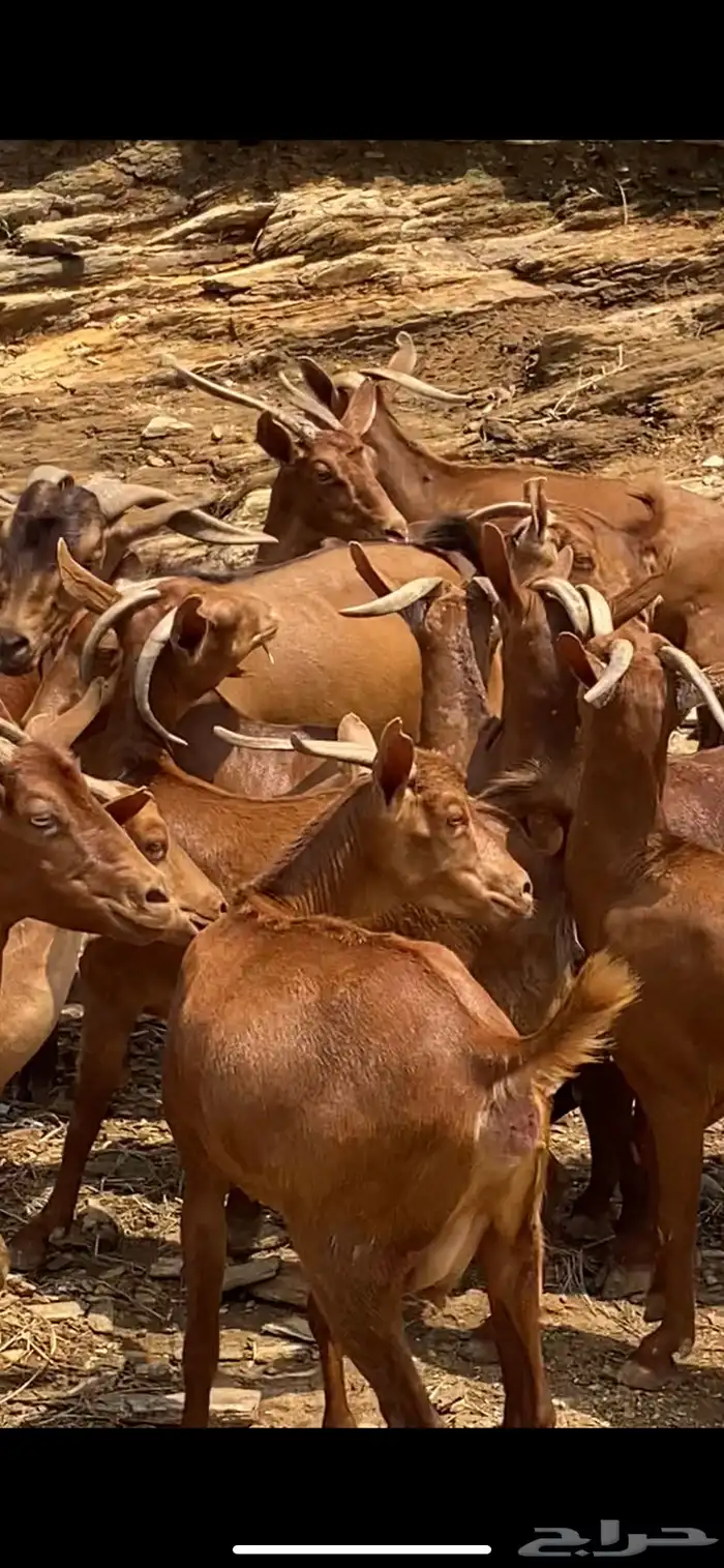 ماعز جنوبي ادهم 1