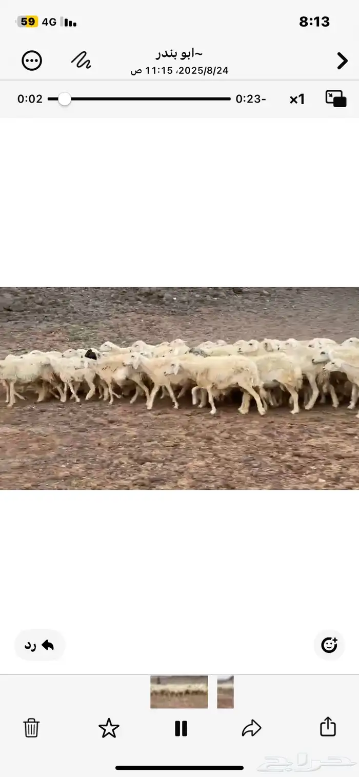 للبيع غنم حريات مراح واحد العدد60 فيها دفيع وفيها مضاريع 0