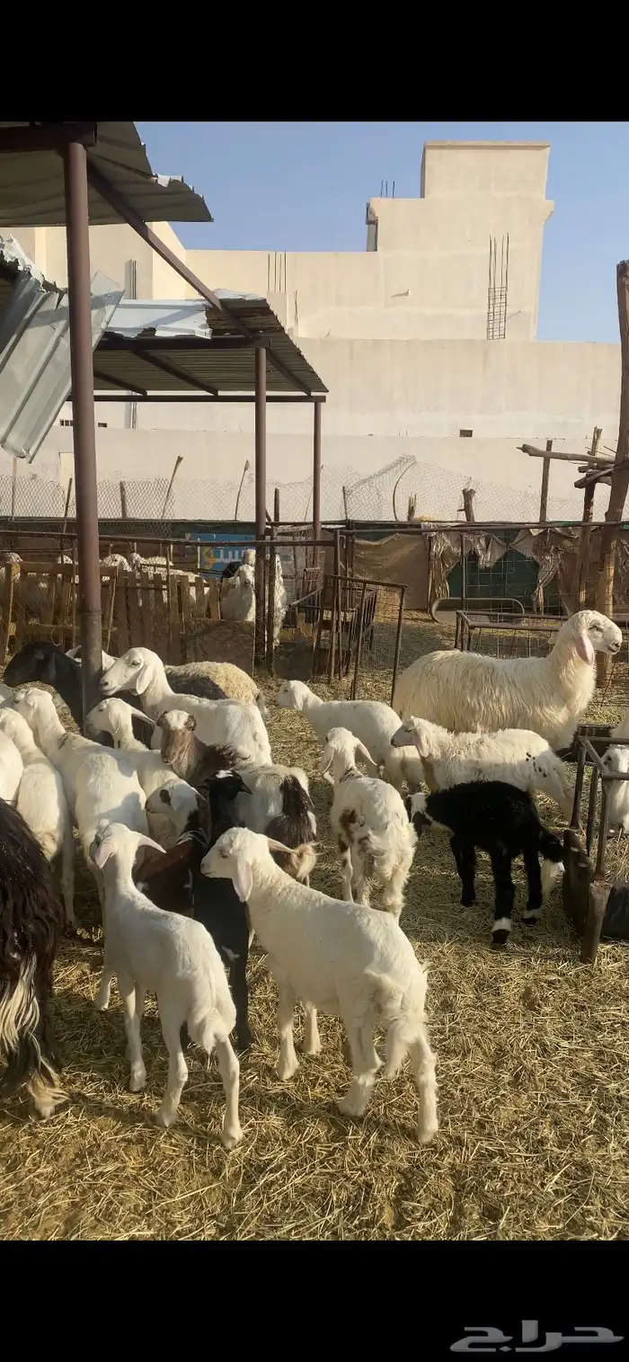 غنم حريه ورفيد 5