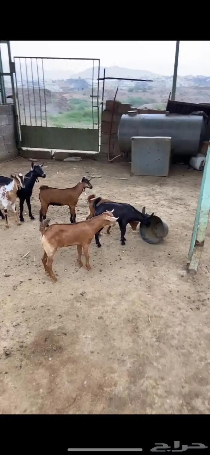 ذبايح العدد 9الصحه طيبه 0