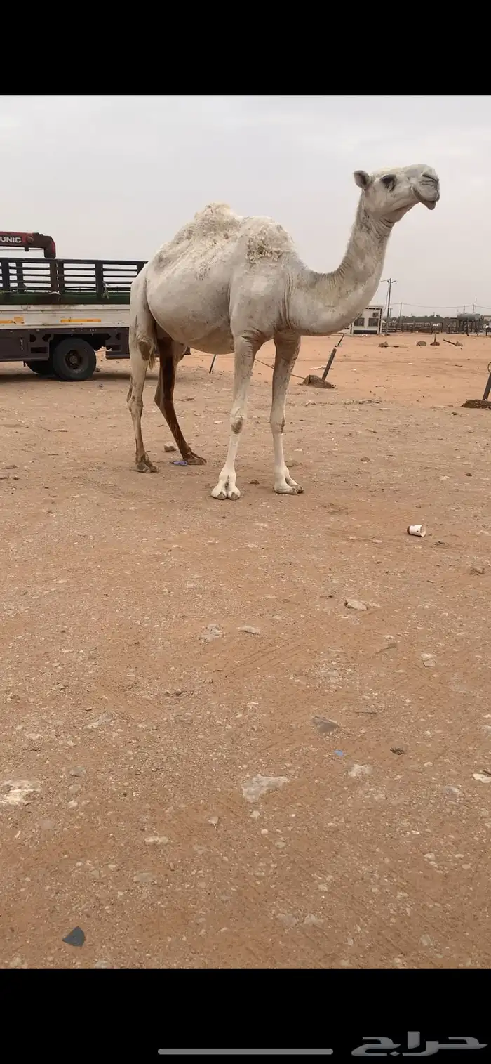 لقحه وضحا ملاقي للبيع 1